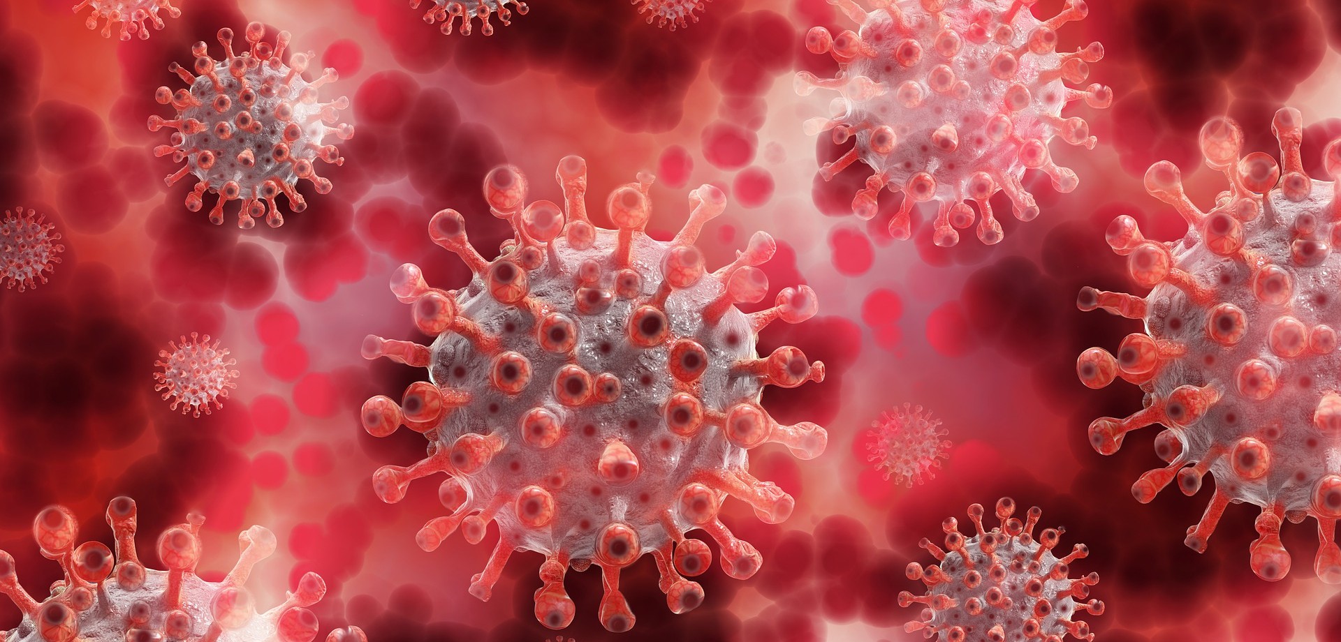 Darstellung von Coronaviren im Blut. Bild: pixabay