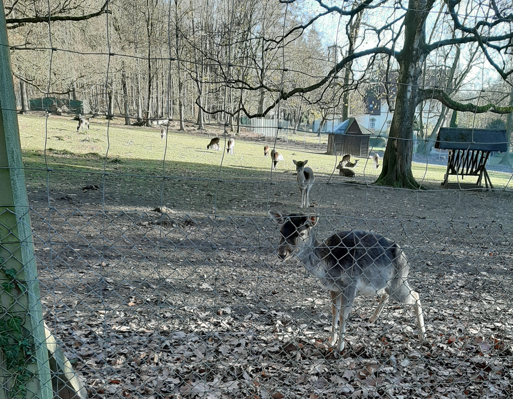 Rehe im Wildgehege